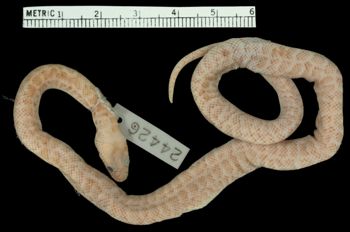 Media type: image;   Herpetology R-24426 Aspect: dorsal